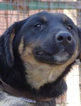 RUBY wünscht sich eine Familie - Gefrees