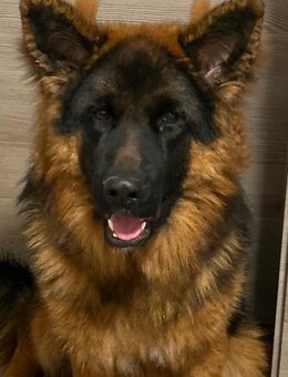 Deutschen Schäferhund - Kirchberg (Wald)
