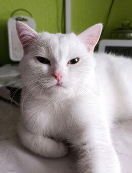 BKH Deckkater - Rodgau