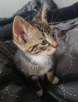 Kleiner Kater abzugeben - Syke