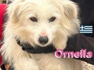 Ornella- Weiße Kuschelmaus sucht !! - Heppenheim (Bergstraße)