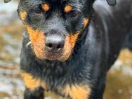 Rottweiler Mädchen in liebevolle Hände abzugeben - Baden-Baden