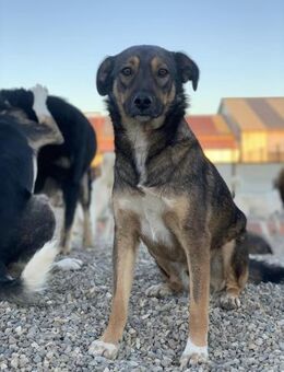 zuckersüßer Chuma hofft auf dich - Celle