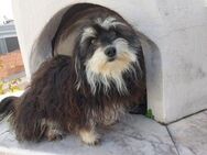Maya und ihre Geschwister - Zornheim