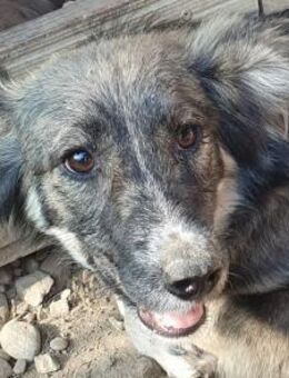 RUDI-bildhübscher,lieber Rüde,35 cm - Rösrath