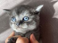 BKH reinrassige kitten - Dillenburg