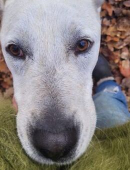 Lieber und hübscher Labrador-Mix Cosimo - Mannheim