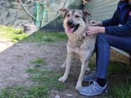 Seelenhund Bernardo - München