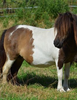 Staatsprämienstute Original Mini Shetland U87 cm tragend - Großenkneten