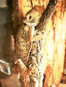 Bartagame ink. Terrarium - Rostock