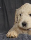 Goldendoodle Welpen medium suchen ihre Familien in 56761
