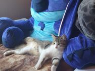 Katerchen sucht neues Zuhause - Malsfeld