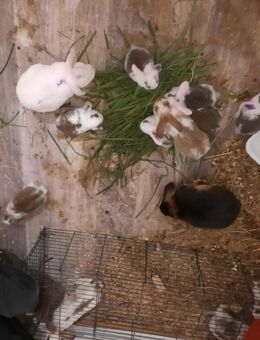 Verschiedene rassen kaninchen - Calau