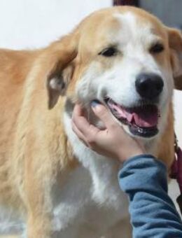 CHURI - wenn Liebe ein Gesicht bekommt! - Sulzbach-Laufen