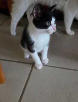 2 kitten (Kater) abzugeben - Heinsberg