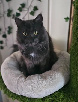 Schöner mainecoon kater abzugeben - Rheine