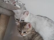 Zuckersüß BKH Kitte (Kater♡) - Hannover Bothfeld-Vahrenheide