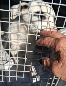 Sara 🩷🩷🩷 sucht liebes Happy-Home - Bad Karlshafen