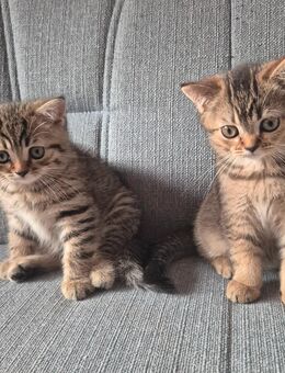 Bkh 2 Süßen kitten - Hörstel
