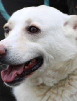 Siriu - zutraulich u. aufgeweckt - Lohra