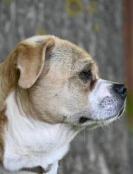 Samu SI Verträglich mit Katzen - Neustadt (Rübenberge)