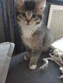 Katzenbaby abzugeben in 22529