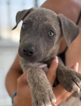 Freya neugieriges Hundekind - Kallmünz