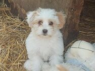 Trudi - Rotenburg (Fulda)