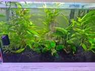 Aquarium mit Betta Splendens - Stechlin