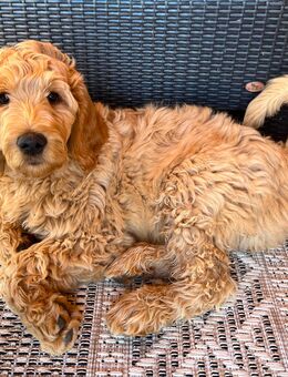 Wurfplanung Goldendoodle f1b - Mehring (Bayern)