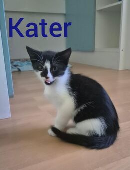 Süßes Katzenbaby sucht ein liebevolles Zuhause! - Völklingen