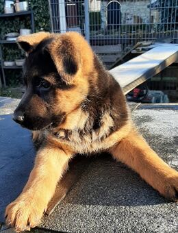 Ich verkaufe sehr schöne schwarz-braune DSH-Welpen - Weißenfels Reichardtswerben