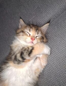 Mix Kitten Maine Coon / Britisch Langhaar - Balgstädt