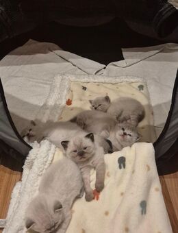 Britisch Kurzhaar Kitten - Kornwestheim