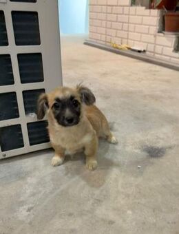 Mileika - Neuried (Baden-Württemberg)