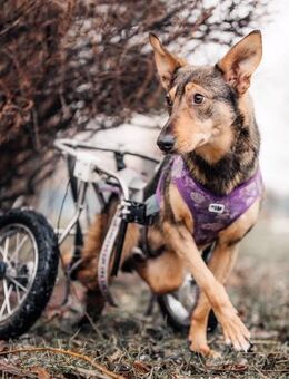 Besondere Miranda sucht ihre Menschen - Duisburg