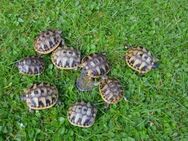 Griechische Landschildkrötenbabys zu verkaufen! - Hitzhusen