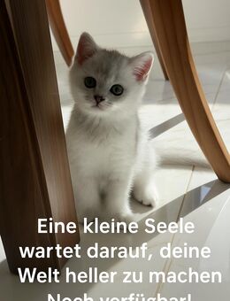 BKH Kitten – Seal Silver Shaded/Point - Horn-Bad Meinberg Bad Meinberg