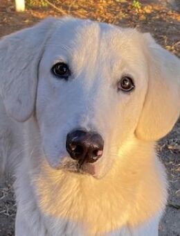 Julius, geb. ca. 03/2024, Griechenland - Markdorf