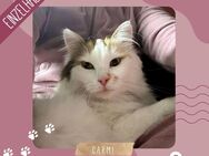 Einzelprinzessin Carmi sucht dringend ein neues Zuhause - Pinneberg