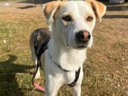 Monty-liebevoller,toller Rüde sucht dich - Hamburg