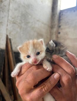 Rot-weißes Katzenbaby - Hohenmölsen