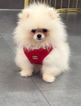 Pomeranian boo - Herten