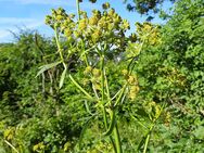 Samen Liebstöckel für Kräutergarten Maggikraut - Kall