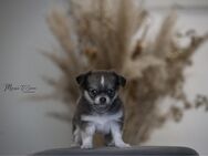 Chihuahua Welpen - Braunschweig