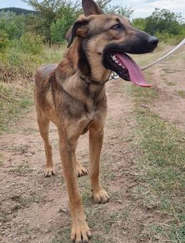 Lieber Bud sucht ein zuhause - Margetshöchheim