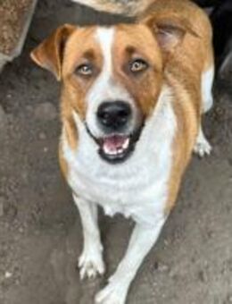 Nick, der Aufgeschlossene 🐾 - Elsdorf (Nordrhein-Westfalen)