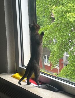 wunder schönen kleinen prinzessin katze sucht ein neues Zuhause - Witten