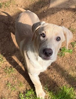Reinrassige Labrador Rüde mit Ahnentafel - Bad Wildungen