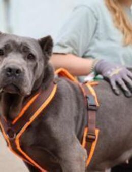 Charmante Lilleby - München